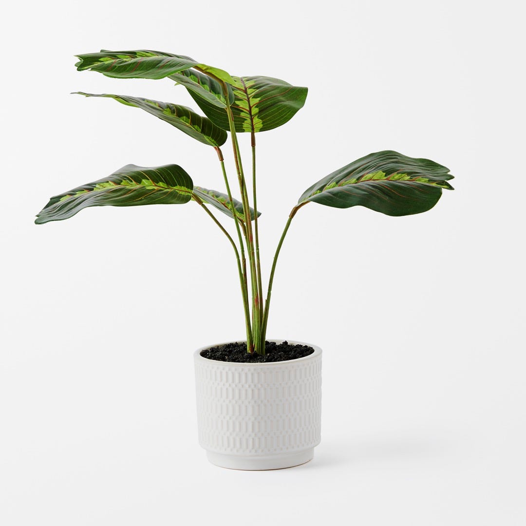 https://s3-ap-southeast-2.amazonaws.com/fusionfactory.commerceconnect.bbnt.production/pim_media/000/152/128/M_F_Banana_Leaf__in_Ceramic_Pot_Green_White_22949201_SI.jpg?1690849511