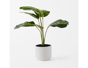 https://s3-ap-southeast-2.amazonaws.com/fusionfactory.commerceconnect.bbnt.production/pim_media/000/152/128/M_F_Banana_Leaf__in_Ceramic_Pot_Green_White_22949201_SI.jpg?1690849511