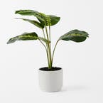 https://s3-ap-southeast-2.amazonaws.com/fusionfactory.commerceconnect.bbnt.production/pim_media/000/152/128/M_F_Banana_Leaf__in_Ceramic_Pot_Green_White_22949201_SI.jpg?1690849511