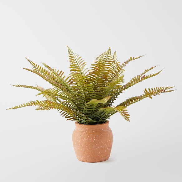 https://s3-ap-southeast-2.amazonaws.com/fusionfactory.commerceconnect.bbnt.production/pim_media/000/152/151/M_F_Fern_In_Terracotta_Pot_Green_Terracotta_22948501_SI.jpg?1690850409