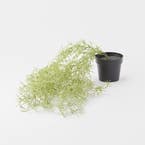 Trailing Rosemary in Plastic Pot - Green