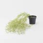 Trailing Rosemary in Plastic Pot - Green
